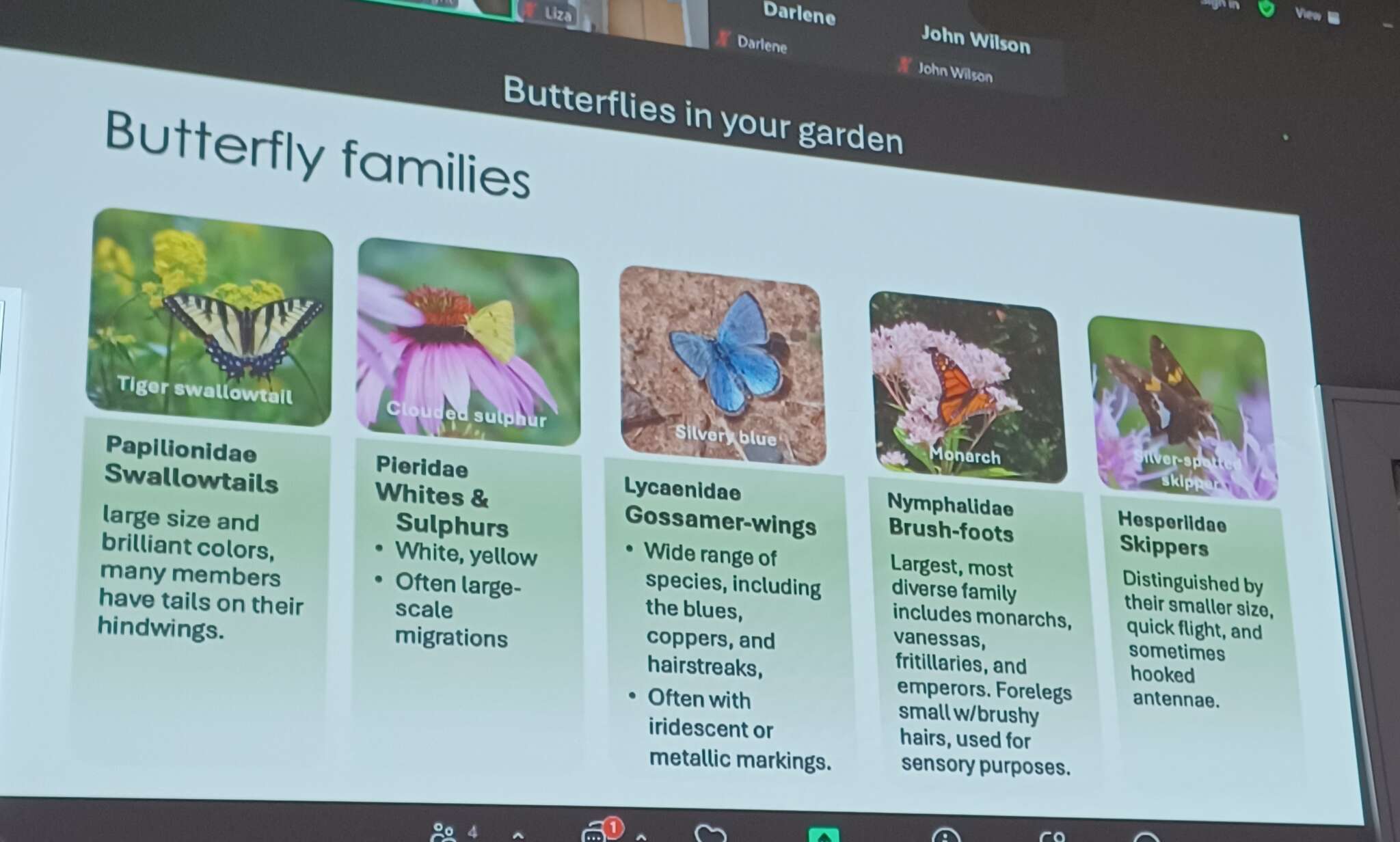 Butterflies