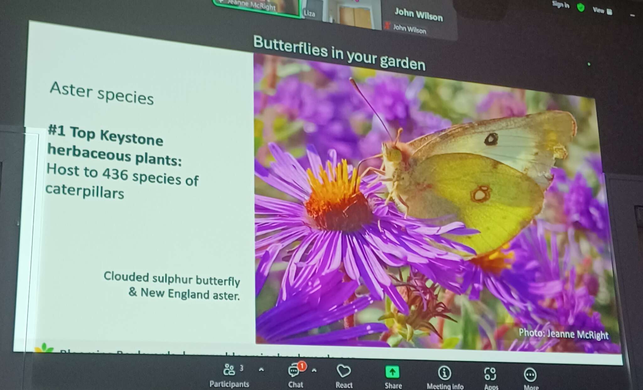 Butterflies