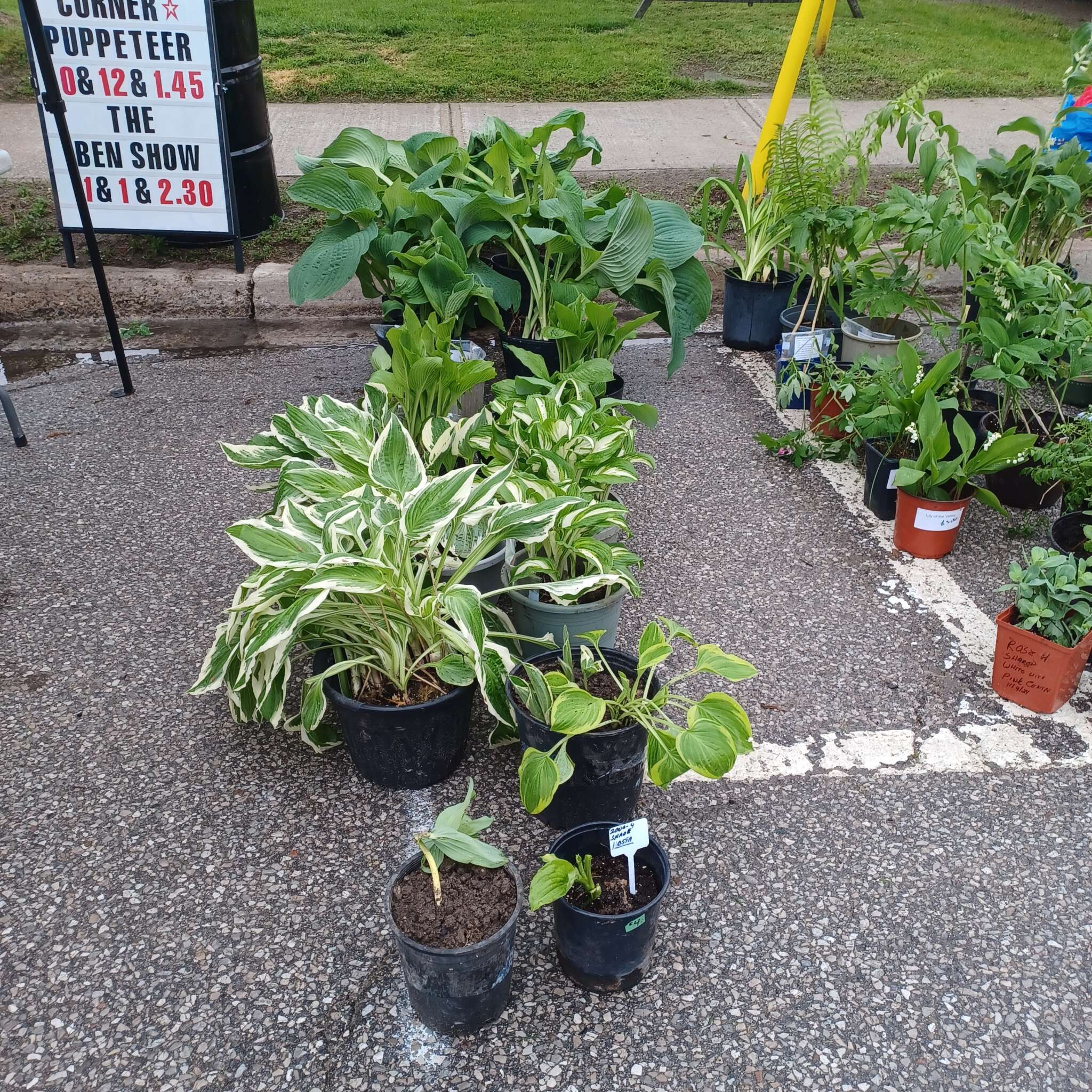 Beeton Honey & Garden Festival - Plant Sale