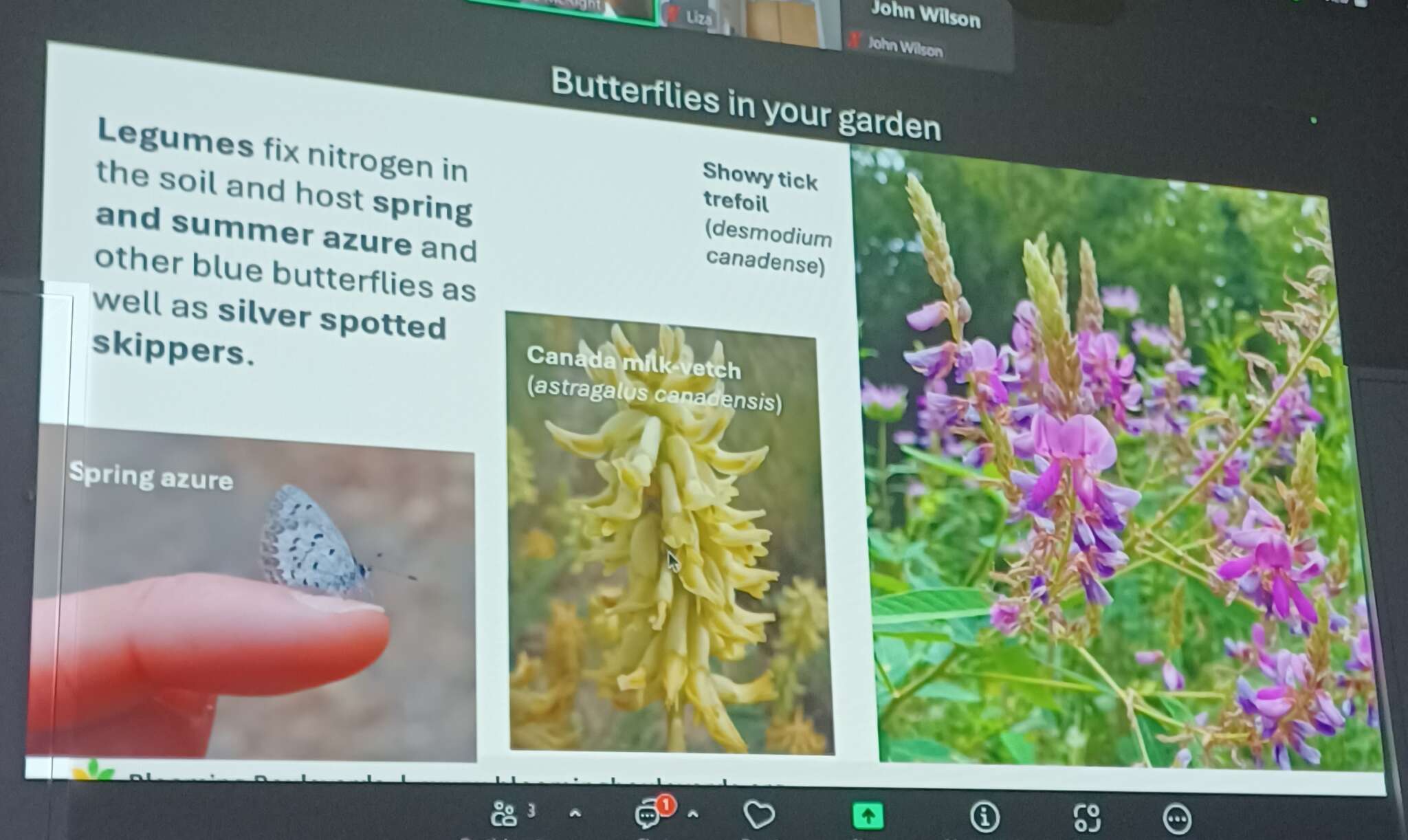 Butterflies