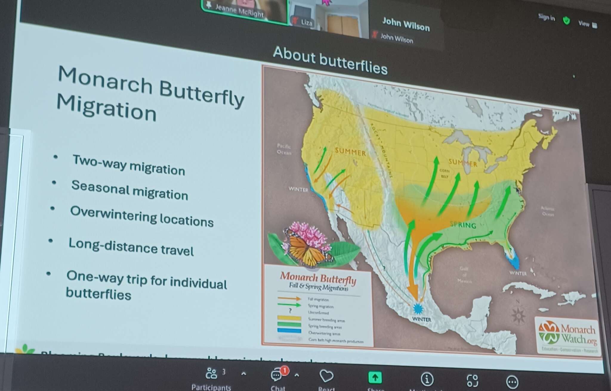 Butterflies