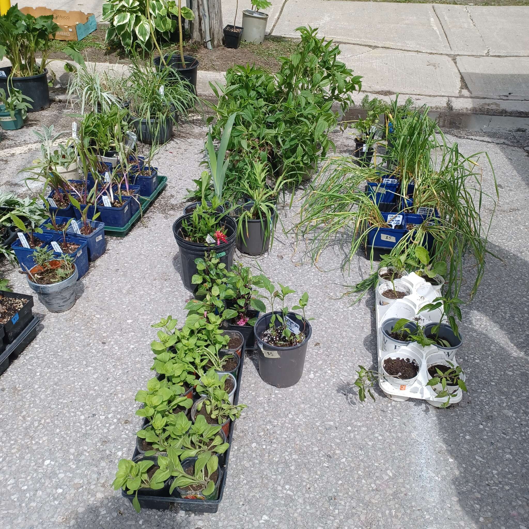 Beeton Honey & Garden Festival - Plant Sale