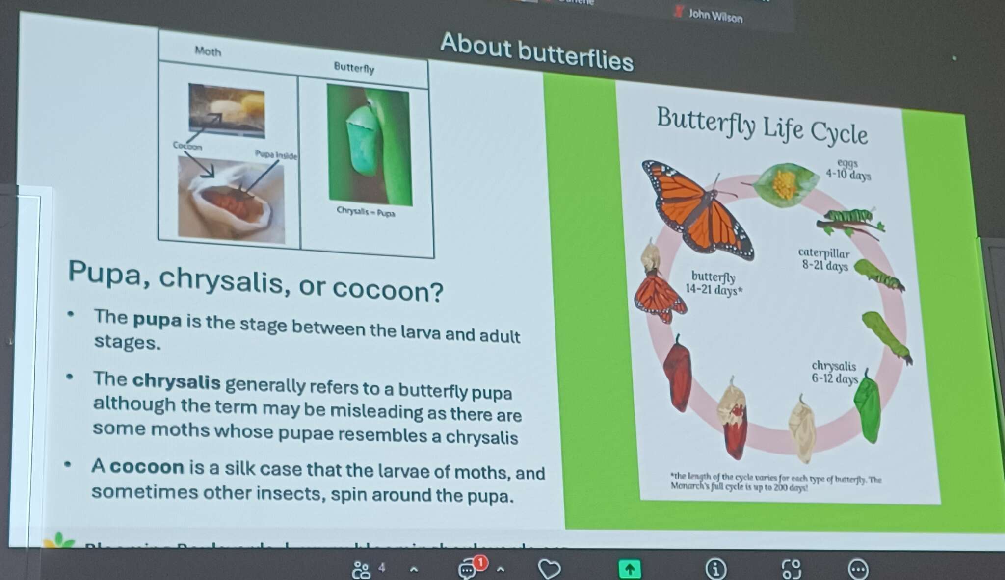 Butterflies