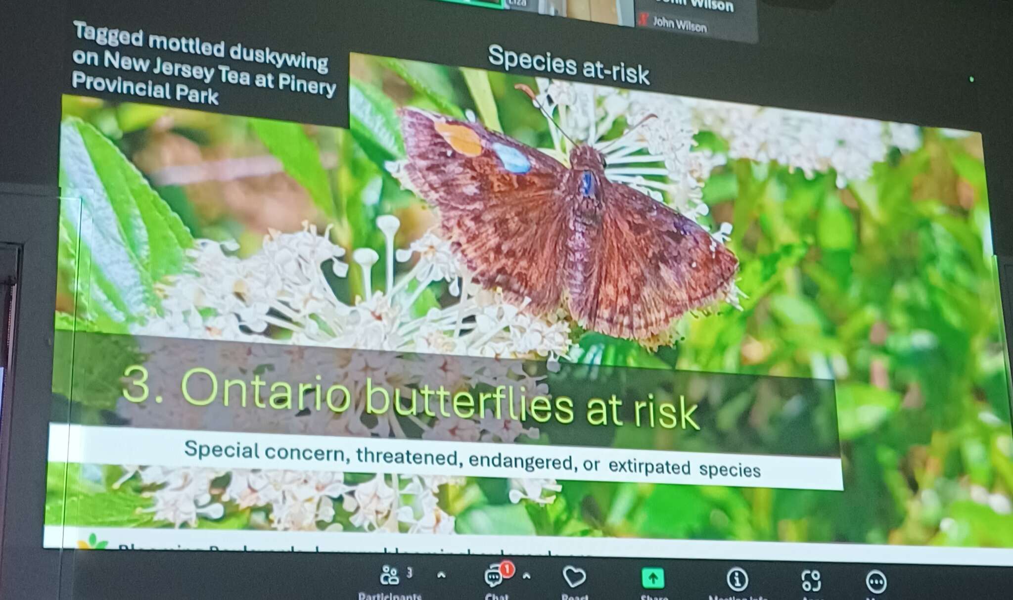 Butterflies