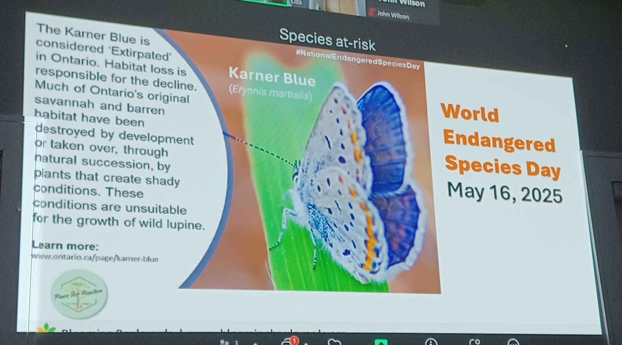 Butterflies