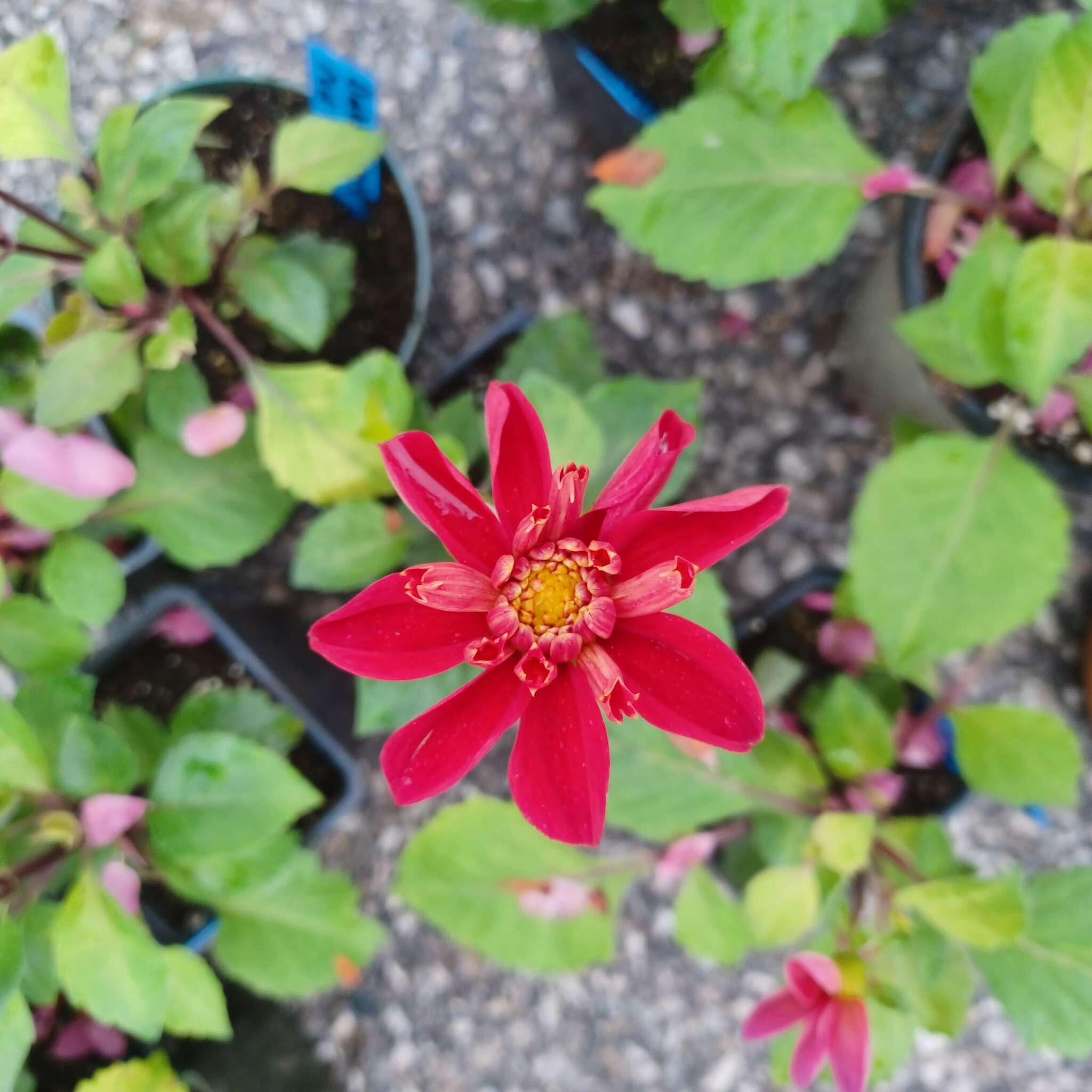 Beeton Honey & Garden Festival - Plant Sale