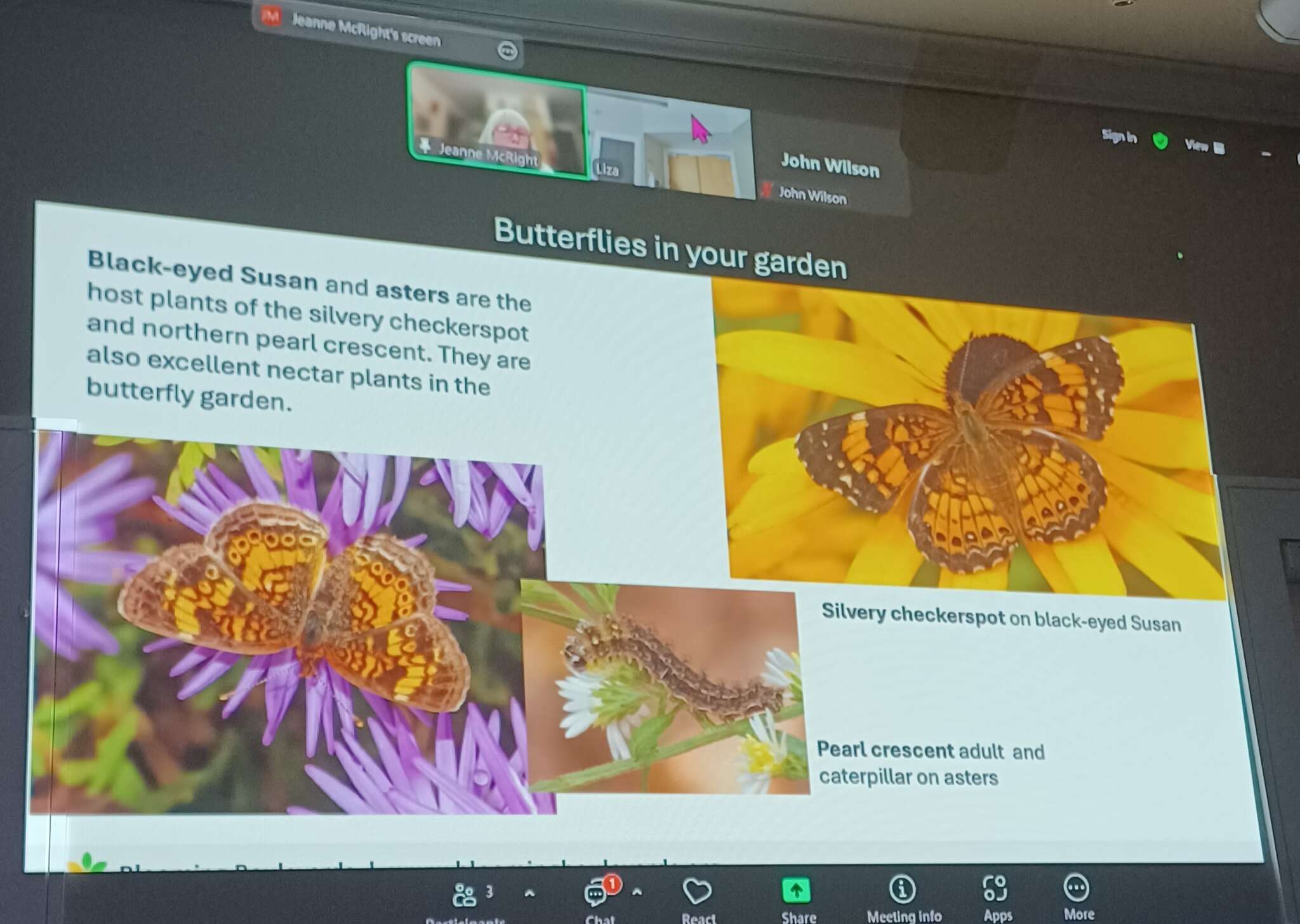 Butterflies