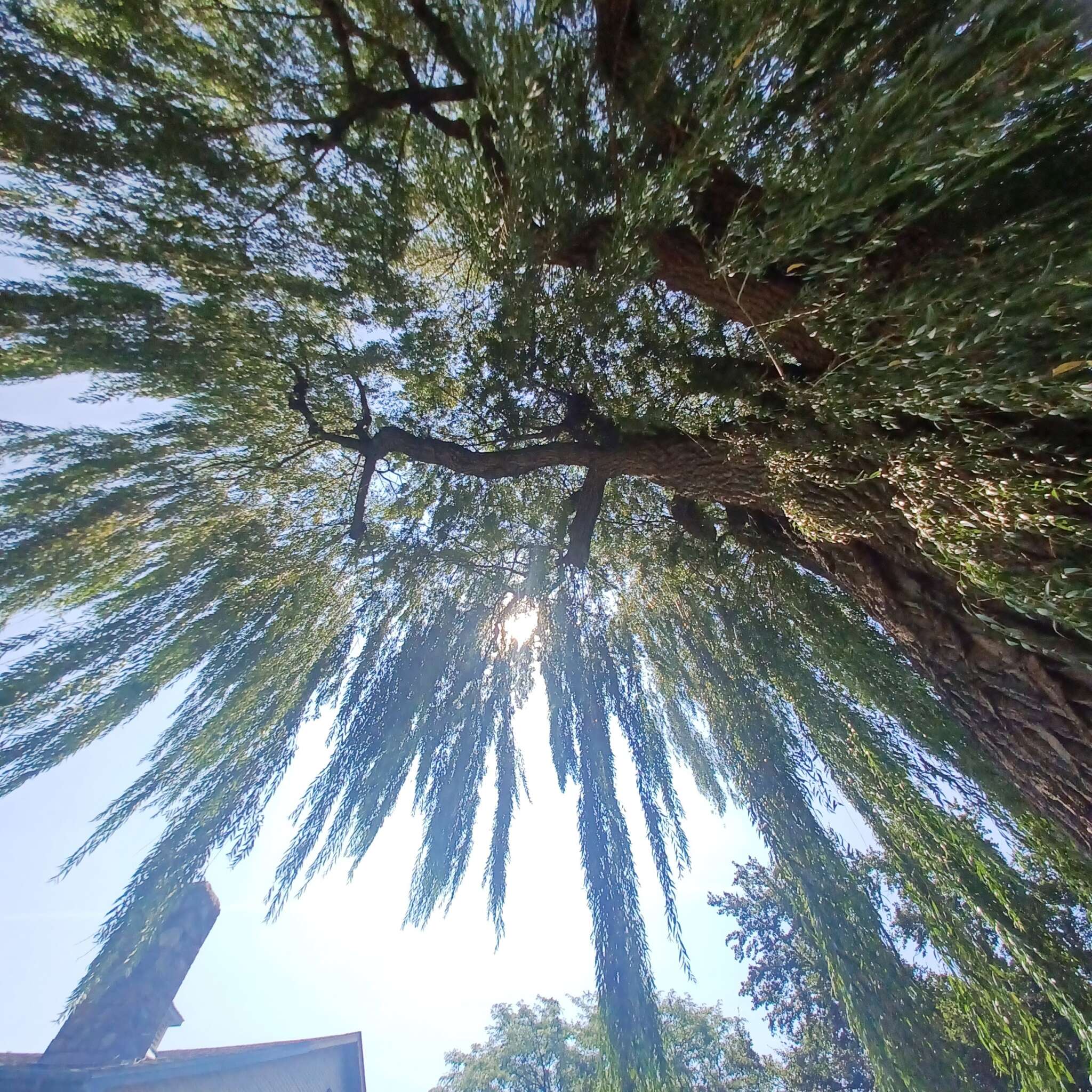 August 10th, 2025-Toronto Botanical Garden