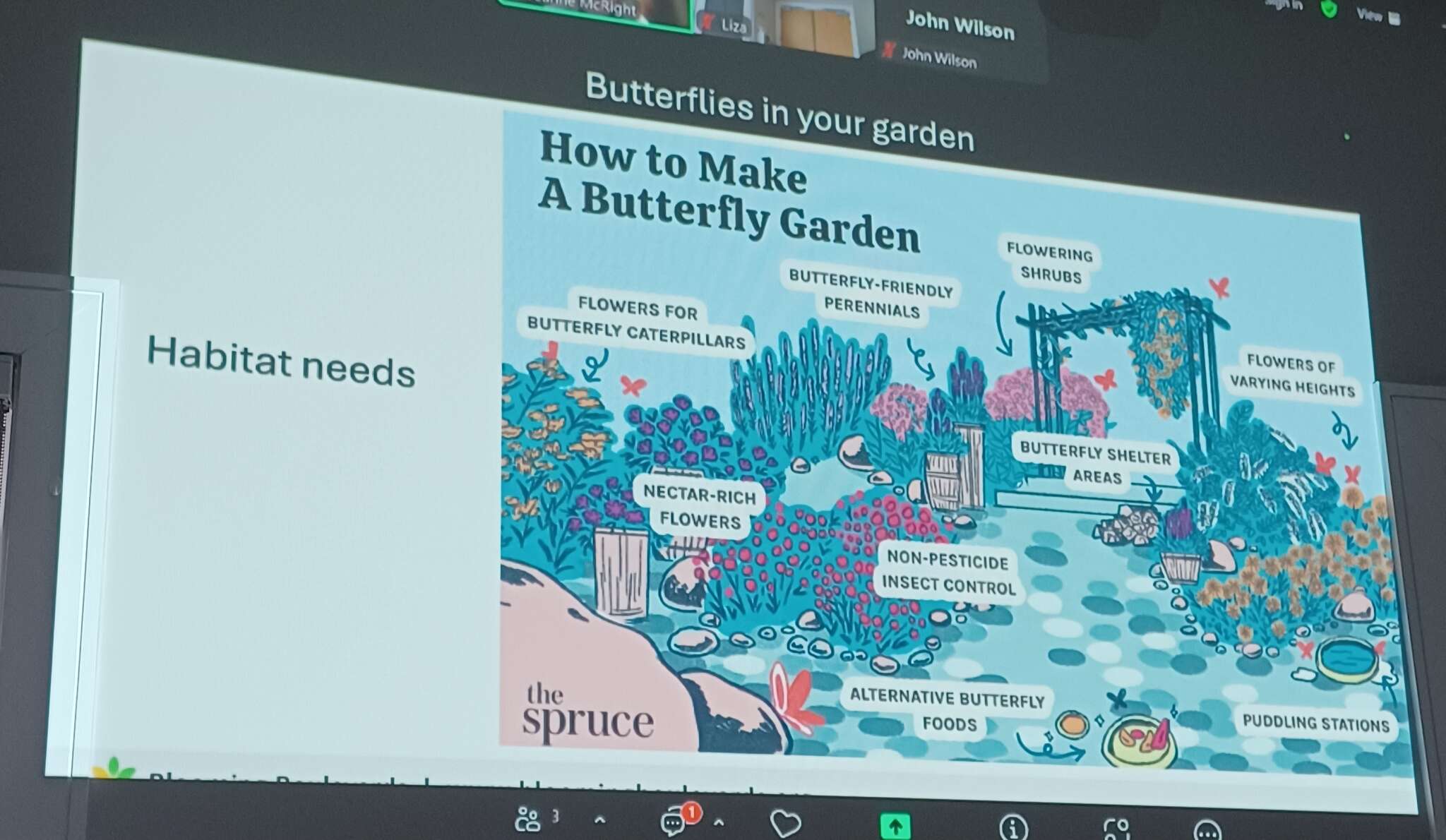 Butterflies