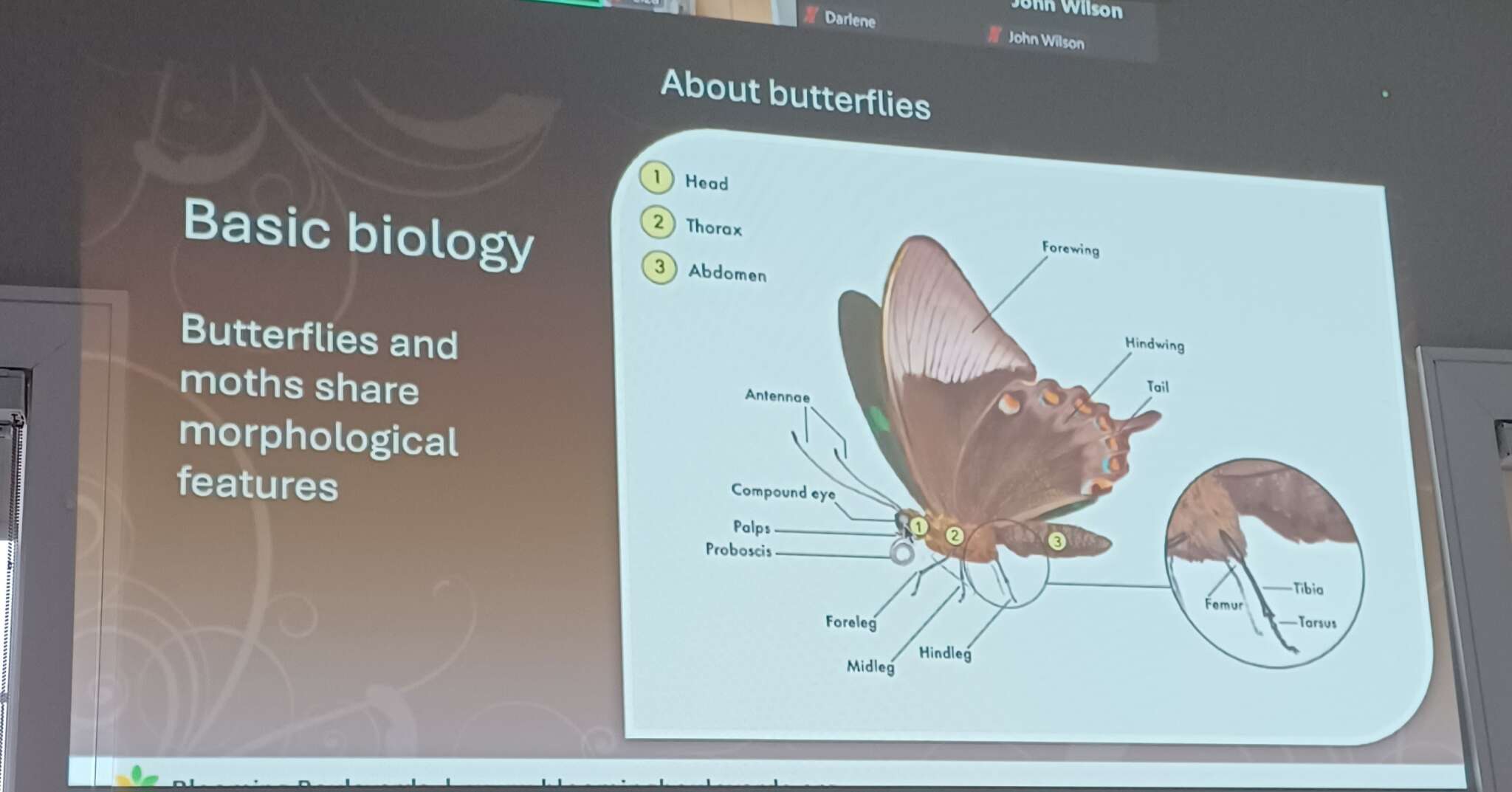Butterflies