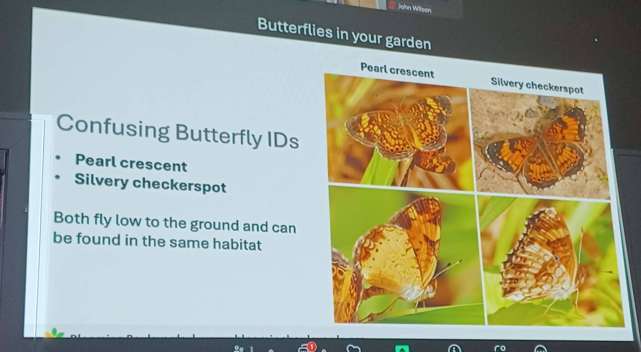 Butterflies