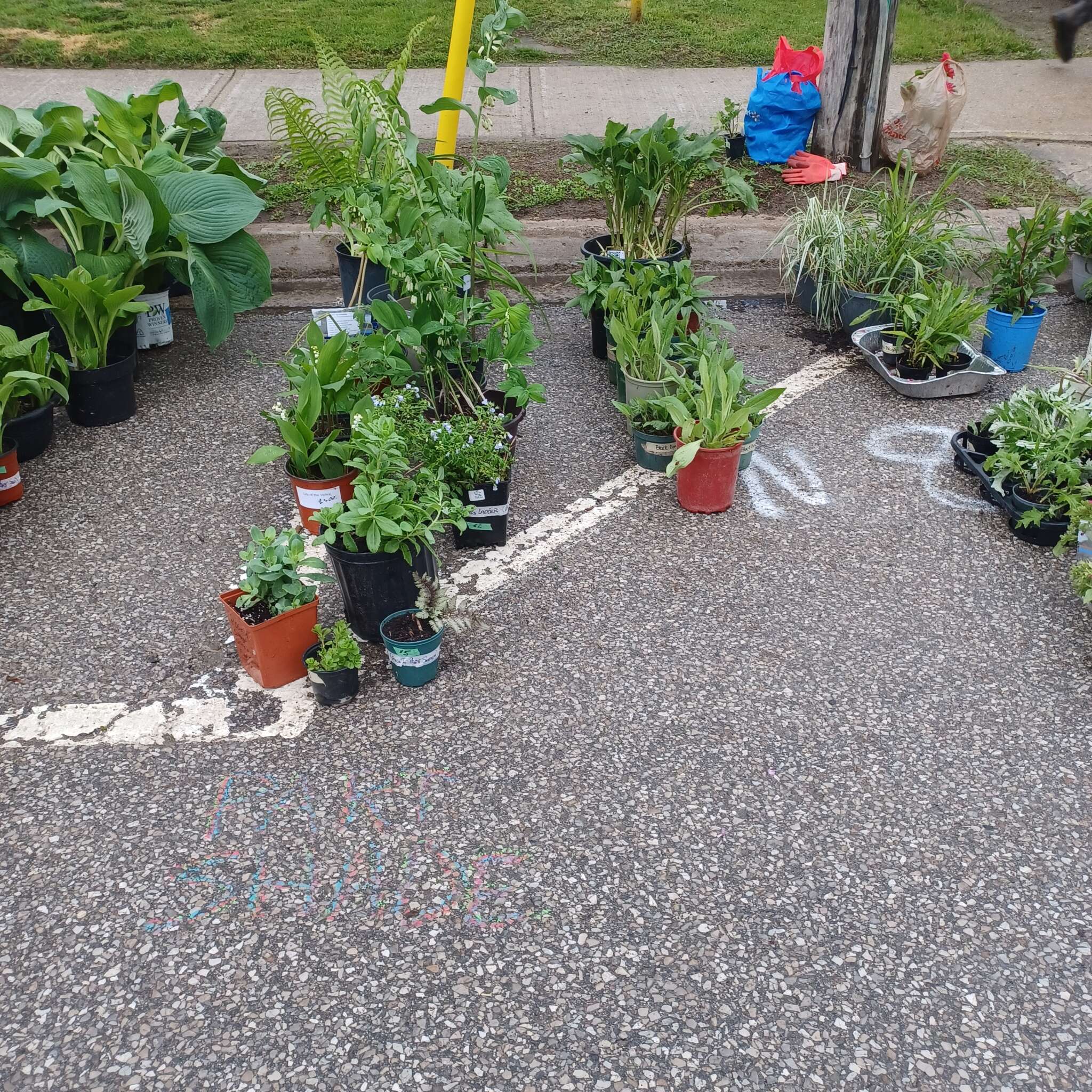 Beeton Honey & Garden Festival - Plant Sale