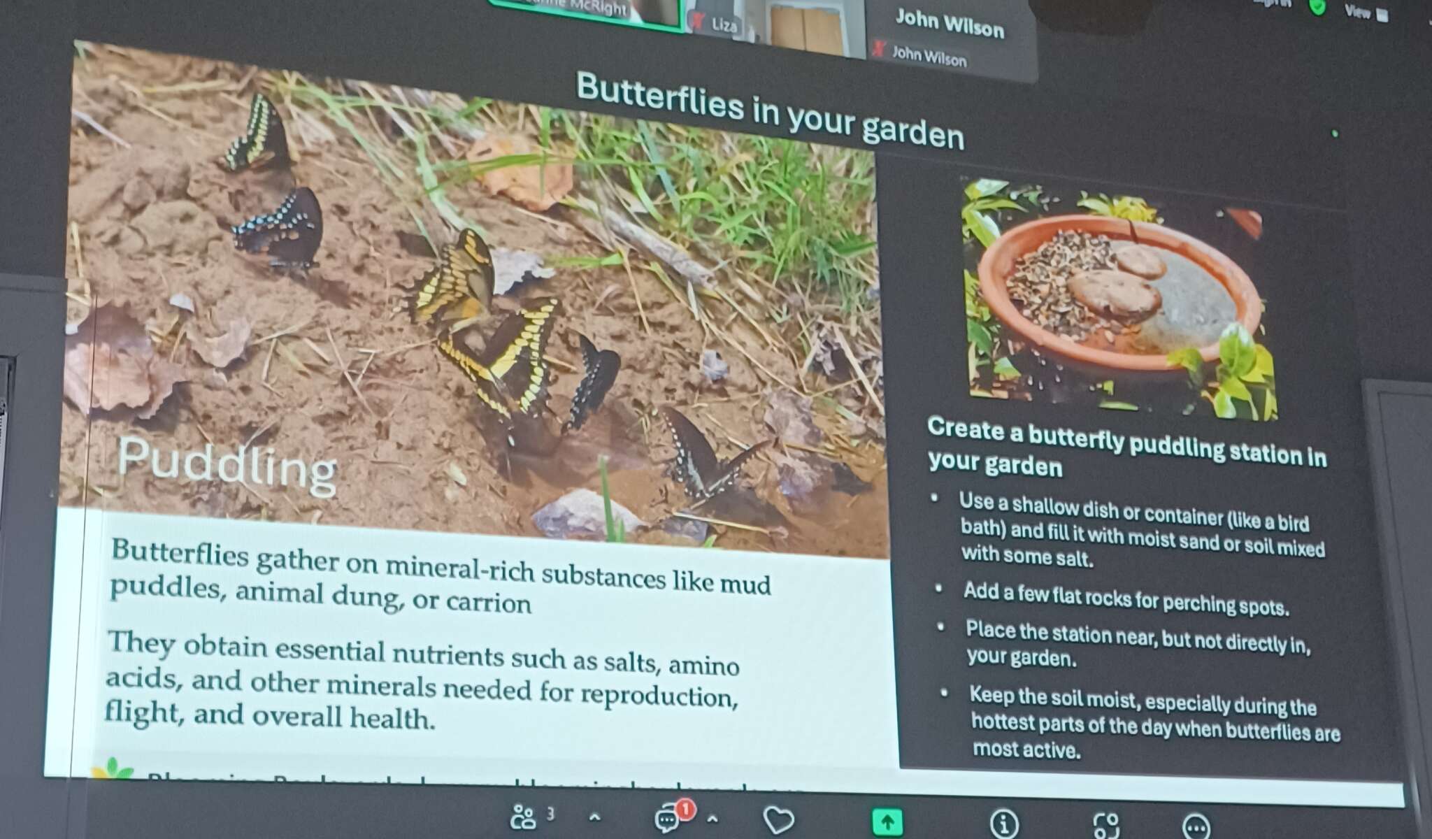 Butterflies