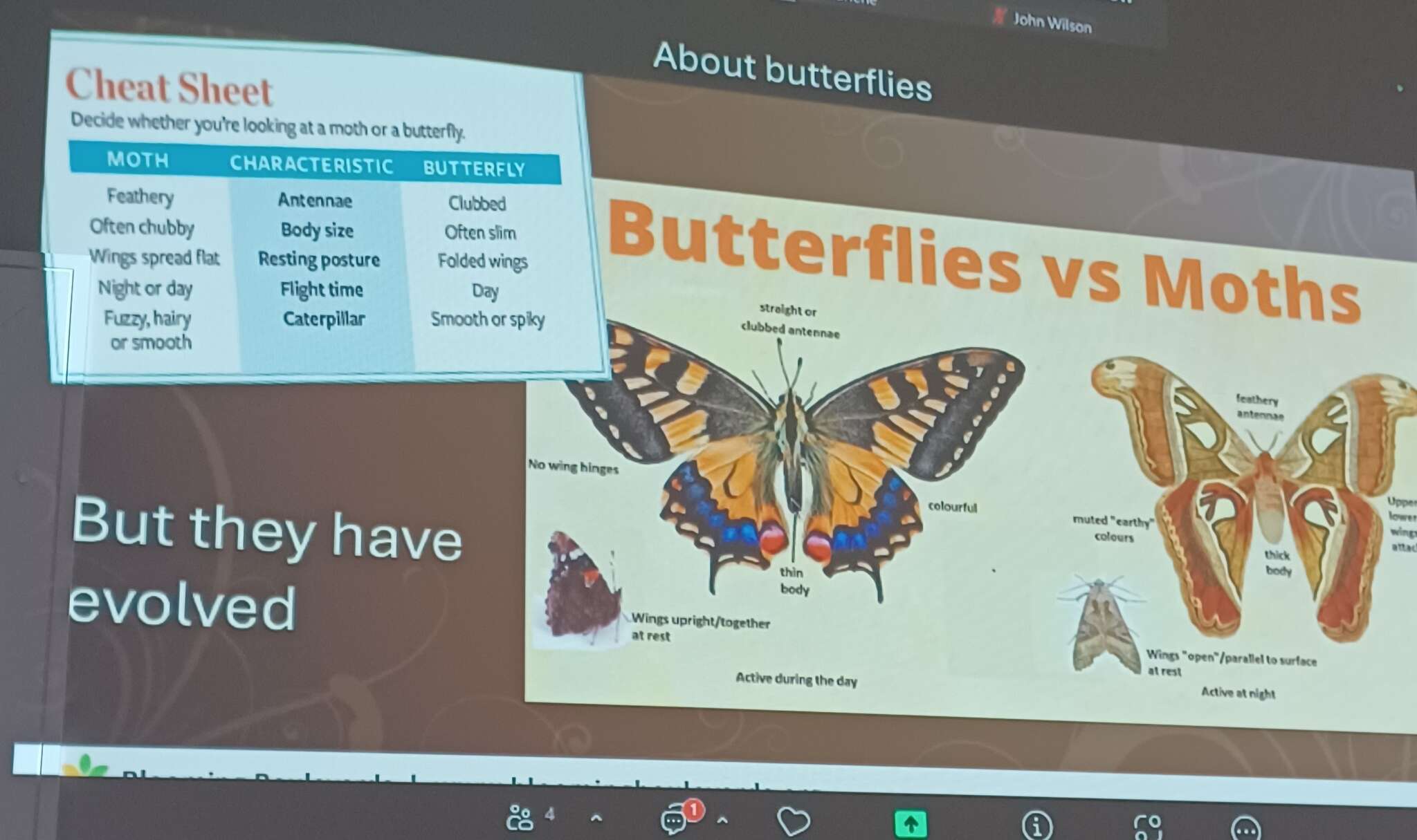 Butterflies