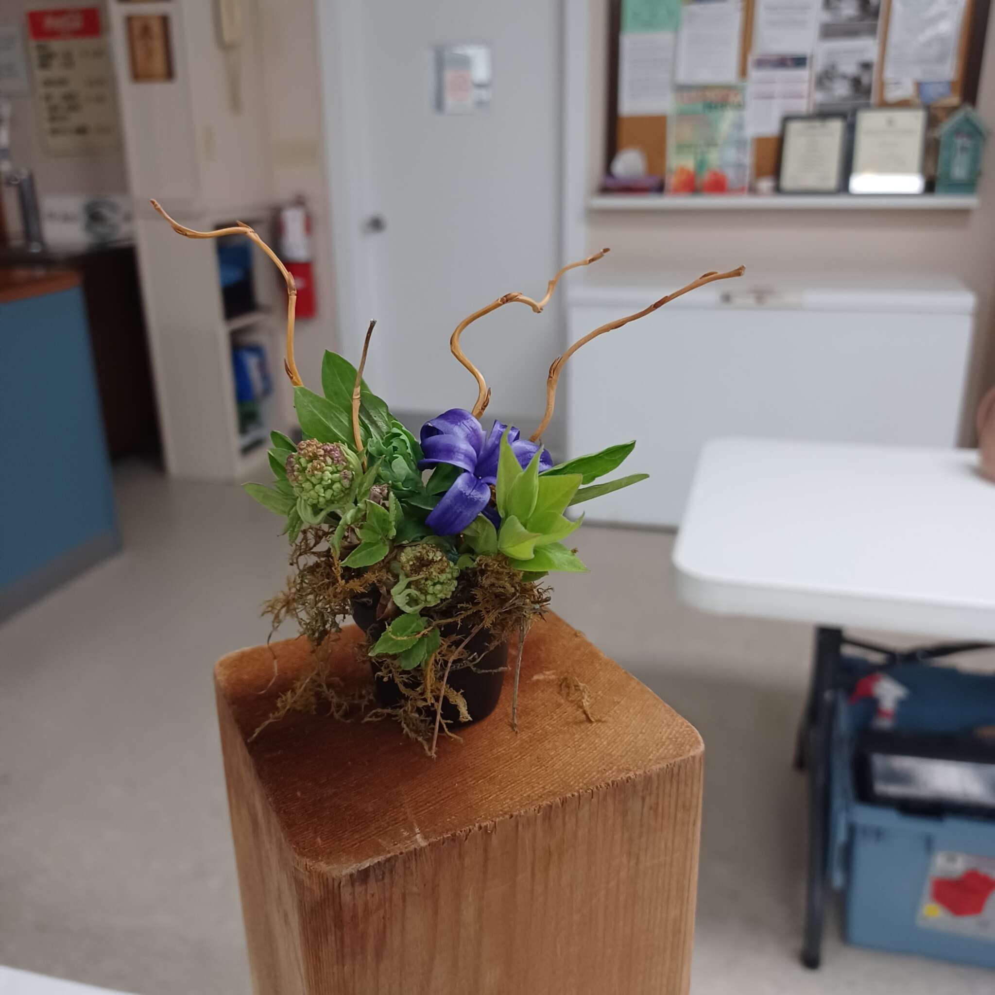 Ontario Horticultural Association Spring 2025 Meeting - Miniature Designs Collection #3