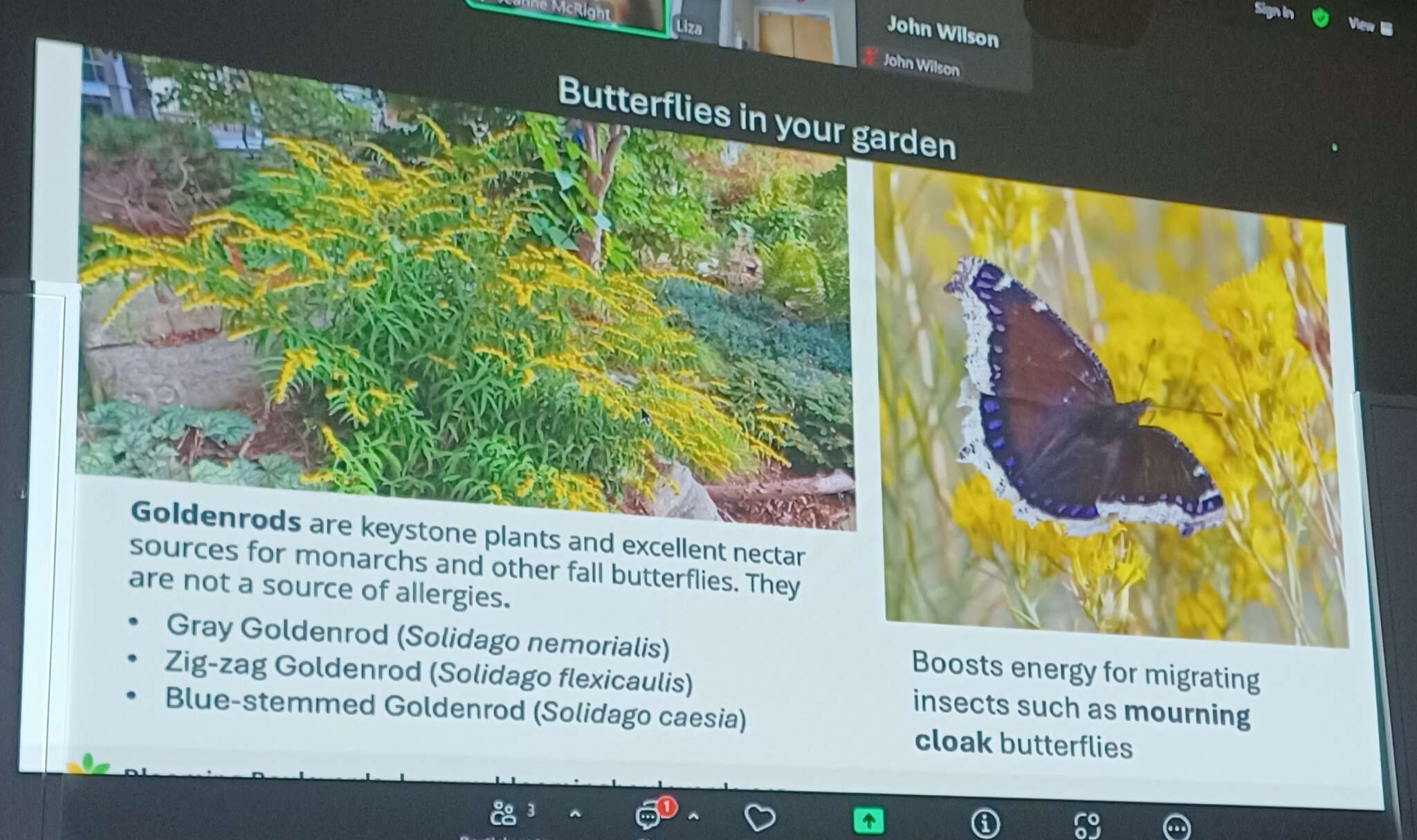 Butterflies