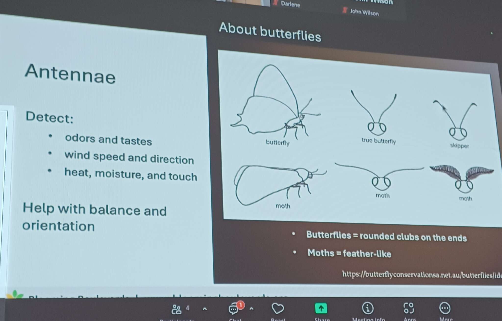 Butterflies