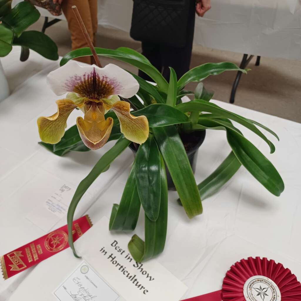 Flower 🌼 Show #16