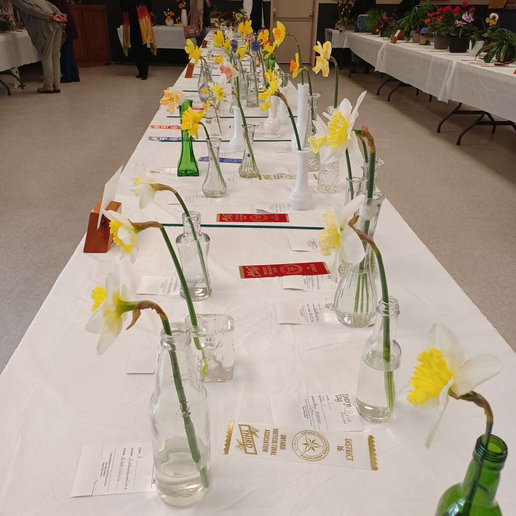 Flower 🌼 Show #5