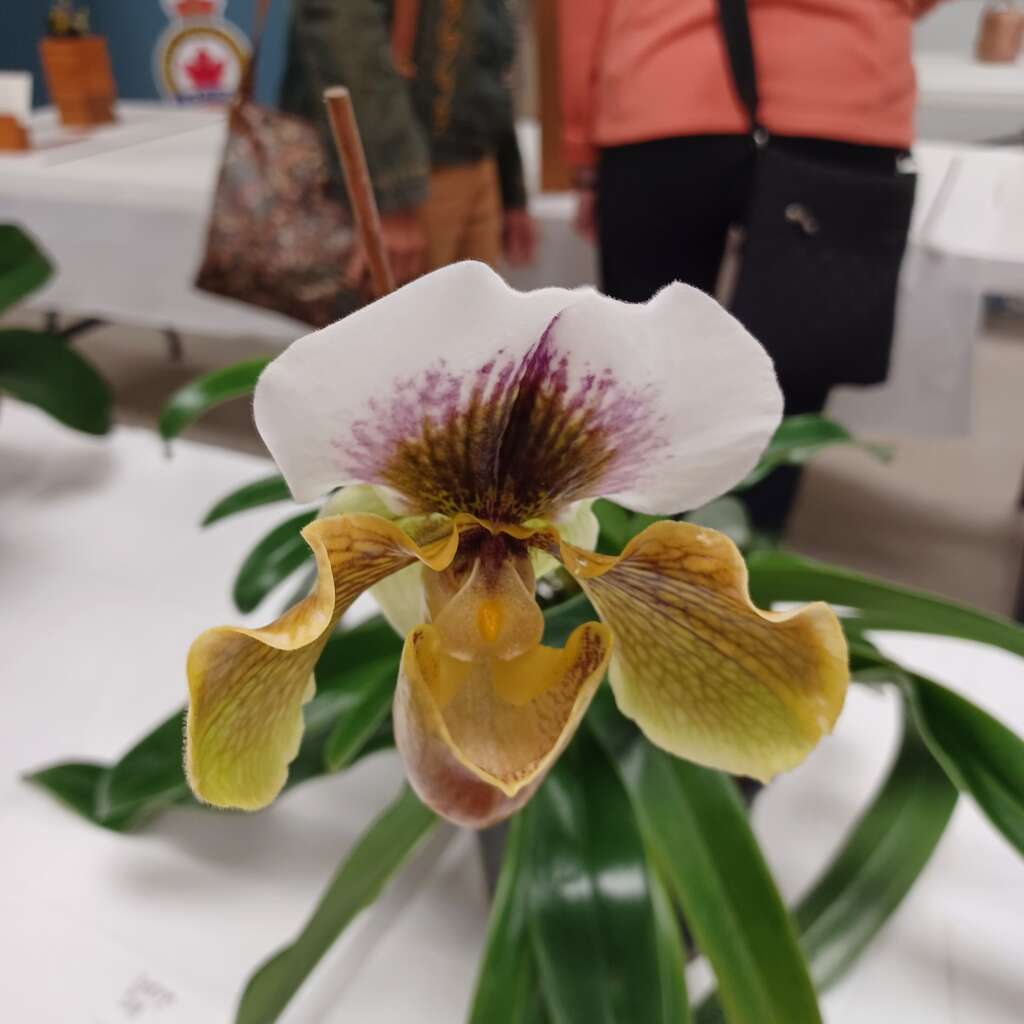 Flower 🌼 Show #17