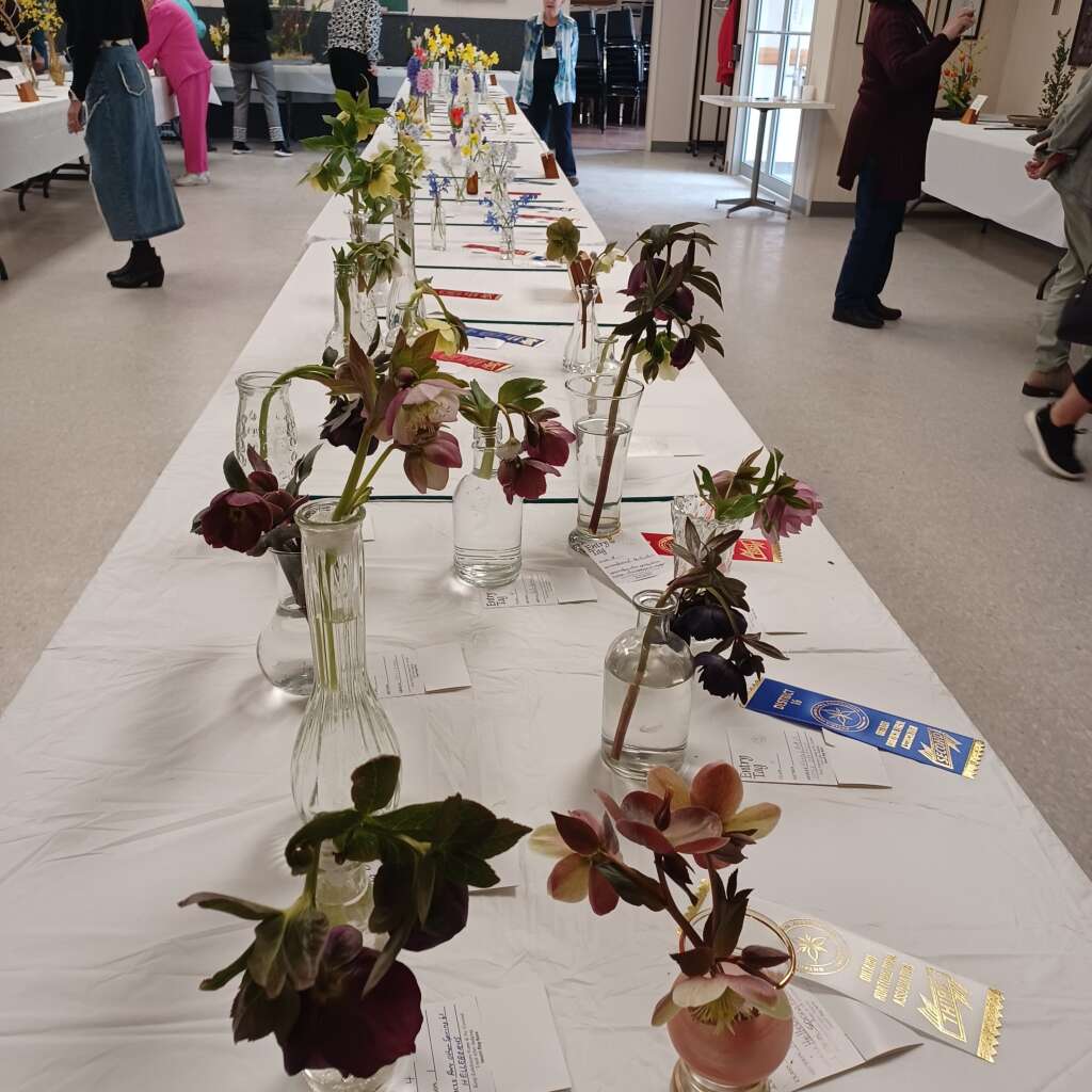 Flower 🌼 Show #6