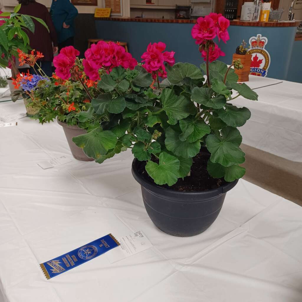 Flower 🌼 Show #18