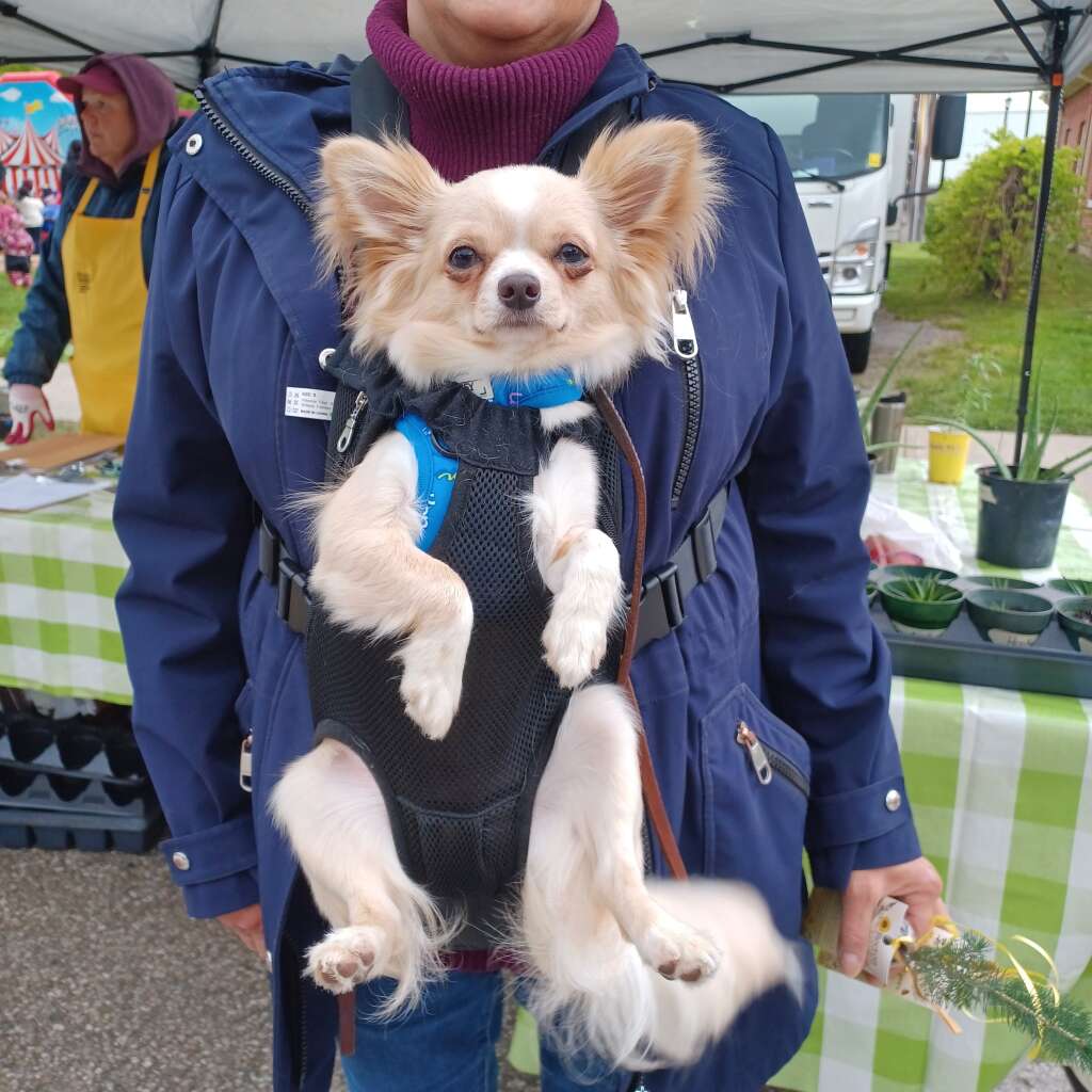 Meet our sweet Leonardo.